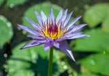 Blue Lotus Flower