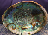 Abalone Shell