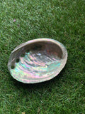 Abalone Shell