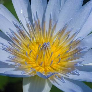Blue Lotus Flower