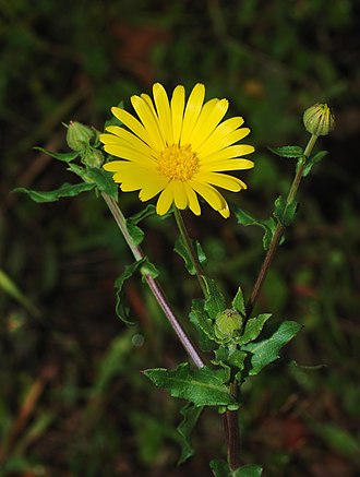Calendula Herb