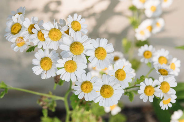 Chamomile Flower