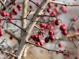 Hawthorn