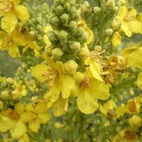 Mullein