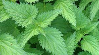 Nettle