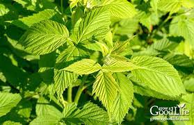 Raspberry Leaf