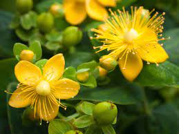 St. Johns Wort