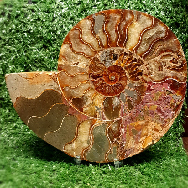 Ammonite Madagascar Fossil