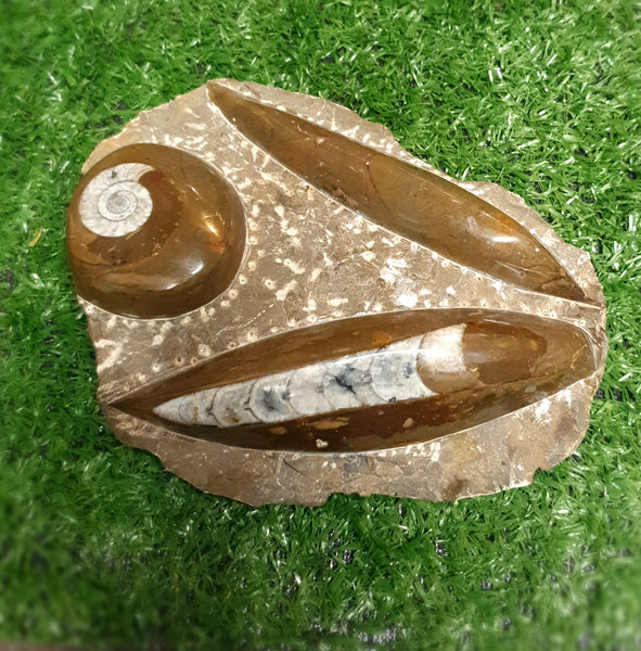 Orthoceras Fossil Plaque