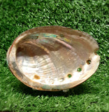 Abalone Shell