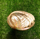 Abalone Shell