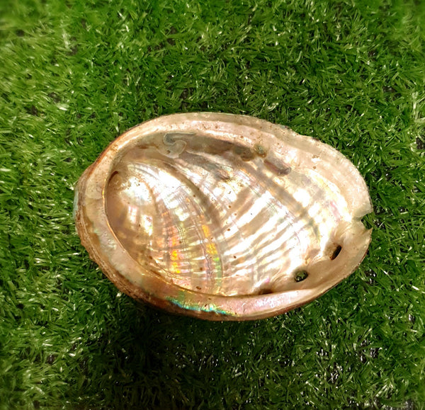 Abalone Shell