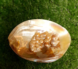 River Shell with Pearl